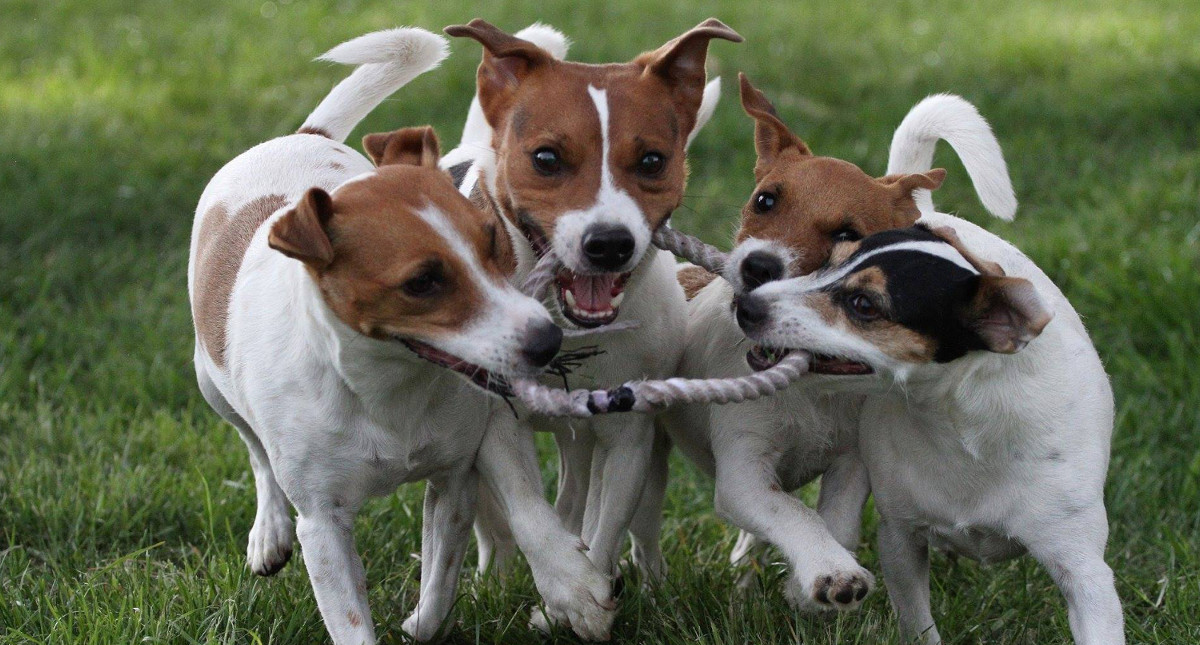 How to calm Jack Russell Terrier