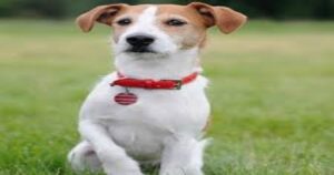 How to Calm a Jack Russel Terrier